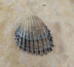 Acanthocardia aculeata