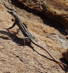 Platysaurus