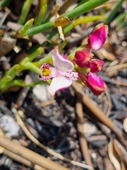 Disa begleyi