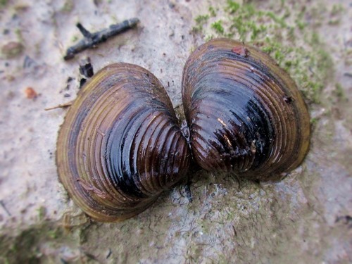 Corbicula fluminea (O.F.Müller, 1774)