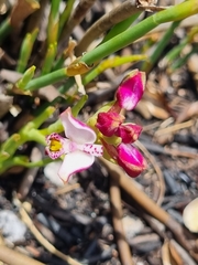 Disa begleyi