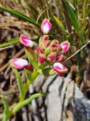 Disa begleyi