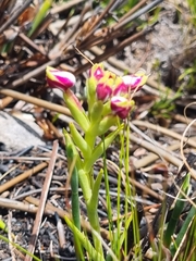 Disa begleyi