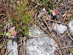 Disa begleyi