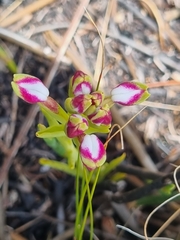 Disa begleyi