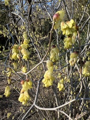 Corylopsis