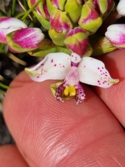 Disa begleyi