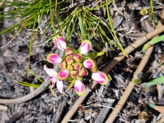 Disa begleyi