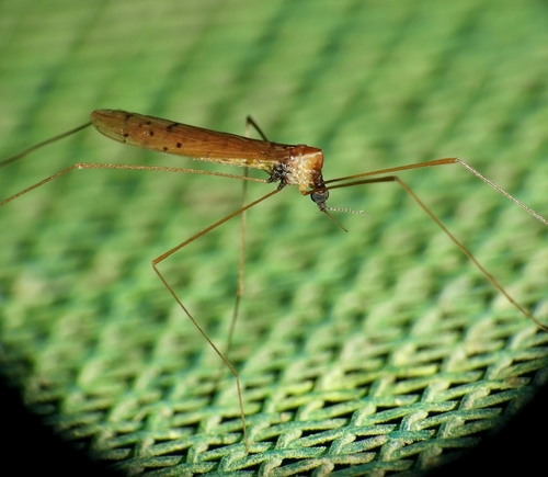 Rhipidia cramptoni