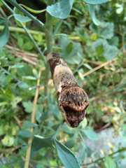 Heraclides thoas brasiliensis