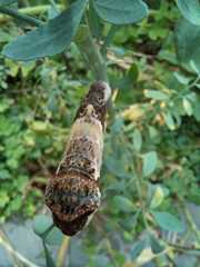 Heraclides thoas brasiliensis