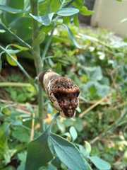 Heraclides thoas brasiliensis