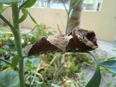 Heraclides thoas brasiliensis