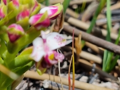 Disa begleyi