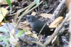 Scytalopus sanctaemartae