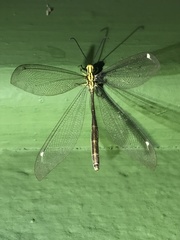 Banyutus lethalis