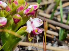 Disa begleyi