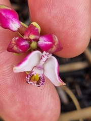 Disa begleyi