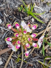 Disa begleyi