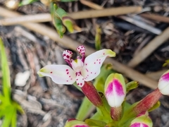 Disa begleyi