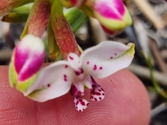 Disa begleyi