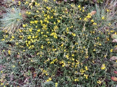 Genista pilosa