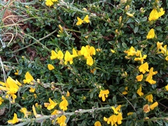 Genista pilosa