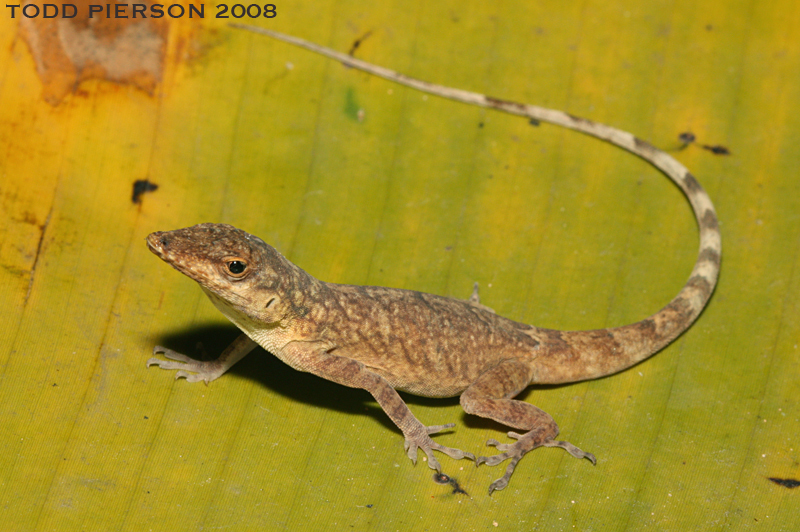 Bronze Anole