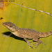 Bronze Anole - Photo (c) Todd Pierson, some rights reserved (CC BY-NC-SA)