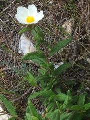Cistus psilosepalus