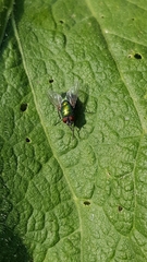 Calliphoridae
