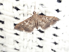 Nacoleia rhoeoalis