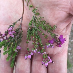 Erica umbellata