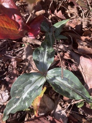 Trillium decipiens