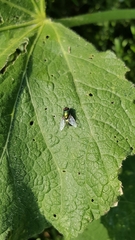 Calliphoridae