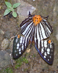 Cyrestis maenalis