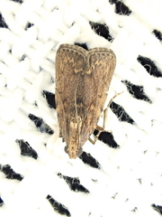 Mimaglossa nauplialis