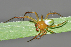 Araneus bivittatus