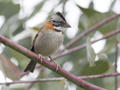 Zonotrichia capensis