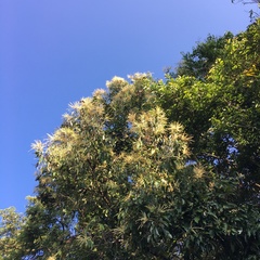 Castanopsis formosana