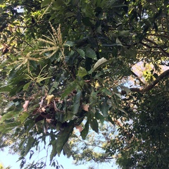 Castanopsis formosana