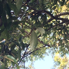 Castanopsis formosana