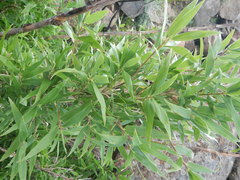 Bergbambos tessellata