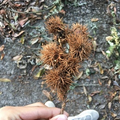 Castanopsis formosana