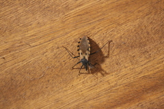 Triatoma dimidiata