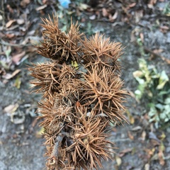 Castanopsis formosana