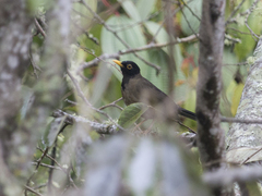 Turdus olivater