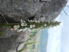 Brownleea parviflora