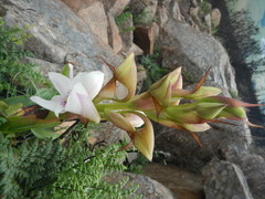 Disa crassicornis