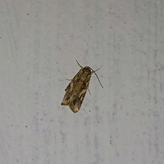 Spodoptera litura